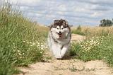 CHIEN FINNOIS DE LAPONIE 071
